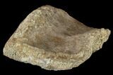 Unidentified, Partial Dinosaur - Aguja Formation, Texas #116724-2